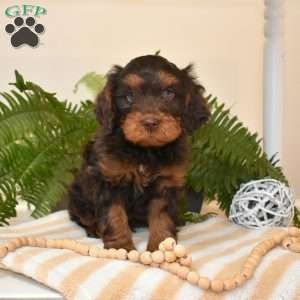 Ranger, Cavapoo Puppy